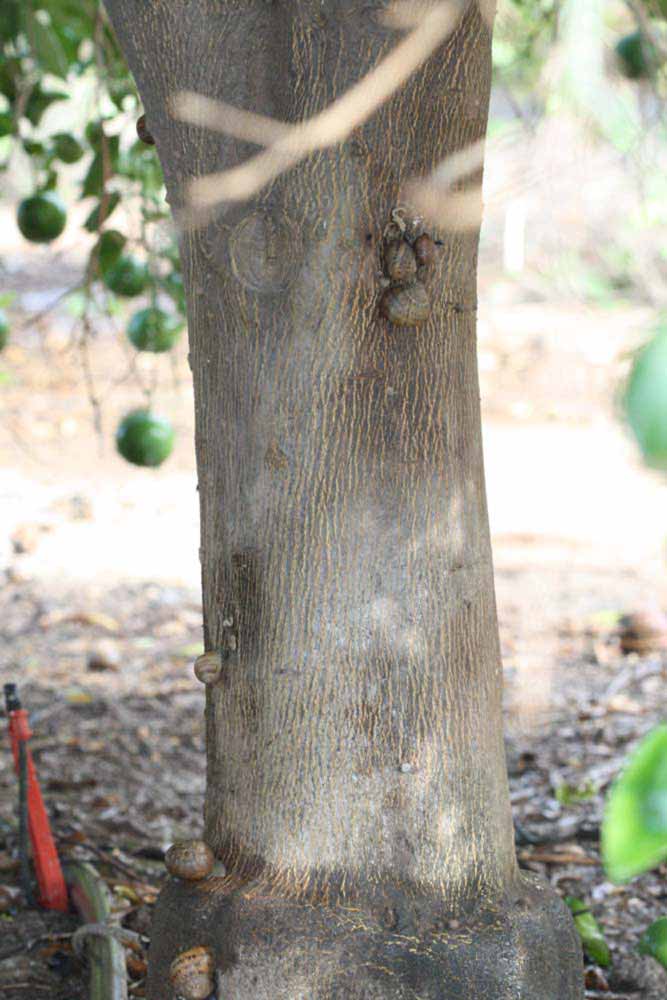            Bark (Riverside, CA)   